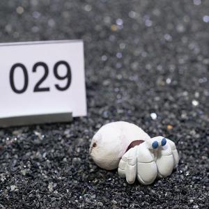 一点物　ヤドカリのお家　プレミアム　1個　ry029