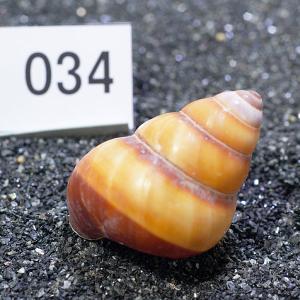 一点物 ヤドカリのお家 プレミアム 1個 ry034の詳細画像1