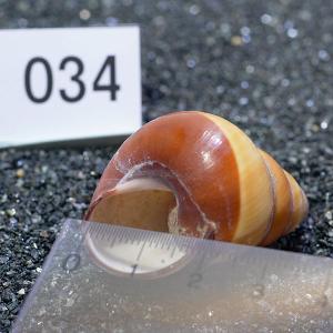 一点物 ヤドカリのお家 プレミアム 1個 ry034の詳細画像2