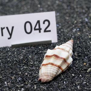 一点物 ヤドカリのお家 プレミアム 1個 ry042の詳細画像1