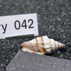 一点物 ヤドカリのお家 プレミアム 1個 ry042の詳細画像2