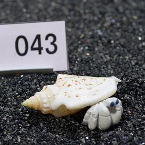 一点物　ヤドカリのお家　プレミアム　1個　ry043