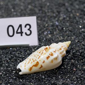 一点物 ヤドカリのお家 プレミアム 1個 ry043の詳細画像1