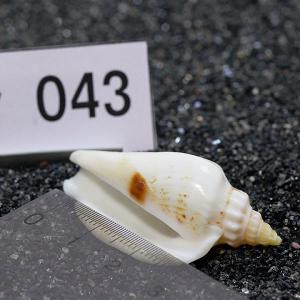 一点物 ヤドカリのお家 プレミアム 1個 ry043の詳細画像2