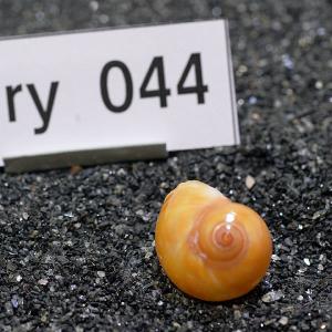 一点物 ヤドカリのお家 プレミアム 1個 ry044の詳細画像1