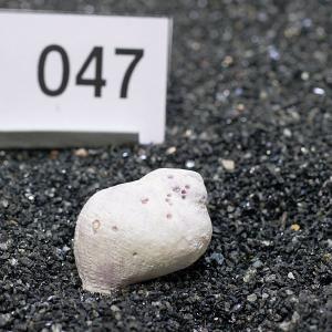 一点物 ヤドカリのお家 プレミアム 1個 ry047の詳細画像1