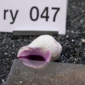 一点物 ヤドカリのお家 プレミアム 1個 ry047の詳細画像2