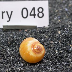 一点物 ヤドカリのお家 プレミアム 1個 ry048の詳細画像1