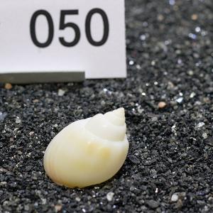一点物 ヤドカリのお家 プレミアム 1個 ry050の詳細画像1