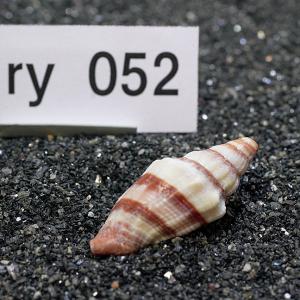 一点物 ヤドカリのお家 プレミアム 1個 ry052の詳細画像1