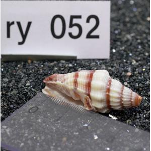 一点物 ヤドカリのお家 プレミアム 1個 ry052の詳細画像2