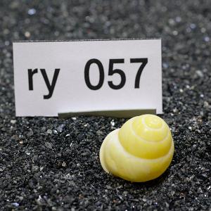 一点物 ヤドカリのお家 プレミアム 1個 ry057の詳細画像1
