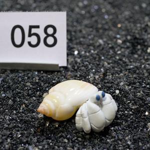 一点物　ヤドカリのお家　プレミアム　1個　ry058