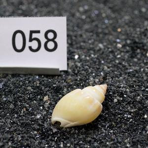 一点物 ヤドカリのお家 プレミアム 1個 ry058の詳細画像1
