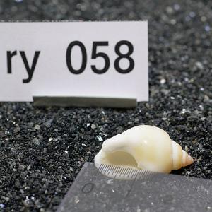 一点物 ヤドカリのお家 プレミアム 1個 ry058の詳細画像2