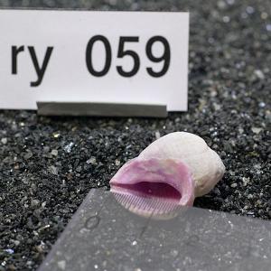 一点物 ヤドカリのお家 プレミアム 1個 ry059の詳細画像2