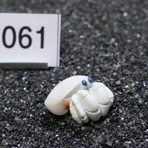 一点物　ヤドカリのお家　プレミアム　1個　ry061