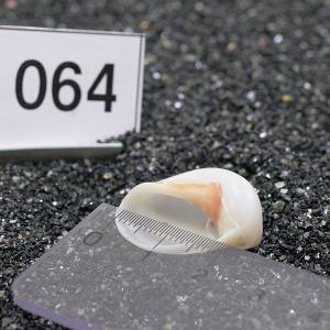 一点物 ヤドカリのお家 プレミアム 1個 ry064の詳細画像2