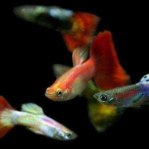 (サマーセール)(熱帯魚 生体)ミックスグッピー　（約３cm）（５ペア）