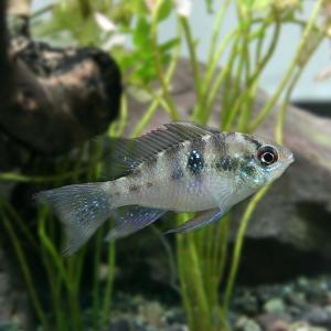 (熱帯魚 生体)アピスト(ラミレジィ)　（約３cm)(１匹)