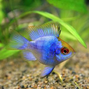(スーパーセール)(熱帯魚 生体)バルーンエレクトリックブルーラミレジィ　（約２-３cm）（１匹）