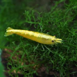 (新春セール)(エビ)ゴールドバックイエローチェリーシュリンプ　（約１.５cm）（６匹）