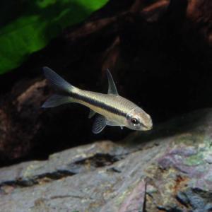 (スーパーセール)(熱帯魚)サイアミーズフライン...の商品画像