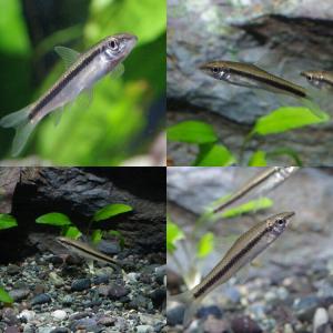 (スーパーセール)(熱帯魚)サイアミーズフライ...の詳細画像1