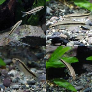 (スーパーセール)(熱帯魚)サイアミーズフライ...の詳細画像2