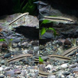 (スーパーセール)(熱帯魚)サイアミーズフライ...の詳細画像3