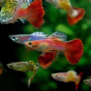 熱帯魚のおすすめ人気ランキング15選 初心者も安心な美しい かわいい種類も セレクト Gooランキング