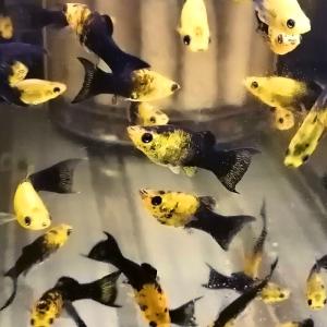 ブラックモーリーの商品一覧 通販 Yahoo ショッピング