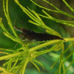 (スーパーセール)(エビ)ブラックチェリーシュリンプ　（約１-１.５cm）(５匹)