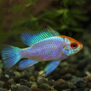 (スーパーセール)(熱帯魚 生体)ゴールドヘッドコバルトブルーラミレジ　（約３cm）（１匹）