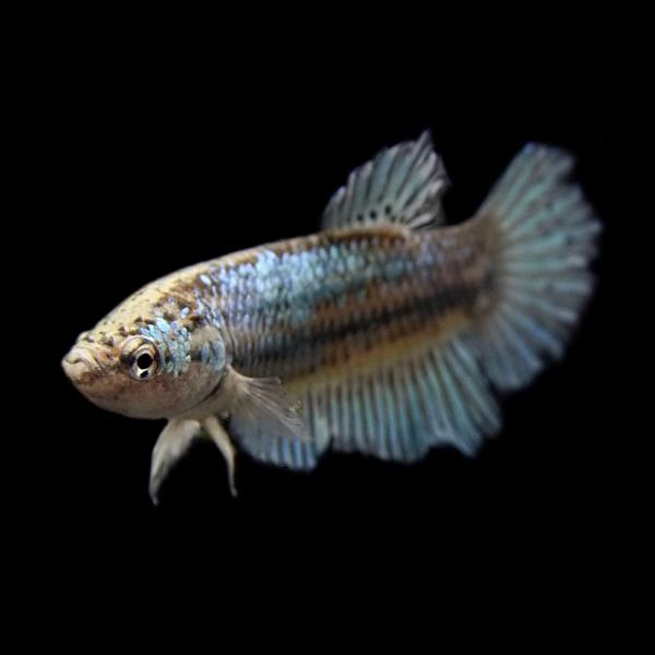 (スーパーセール)(熱帯魚 ベタ)ベタ　ハーフムーン　色おまかせ　メス ♀　（約３cm）（１匹）