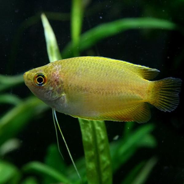 (スーパーセール)(熱帯魚 生体)ゴールデンハニーグラミー　（約２cm)(３匹)