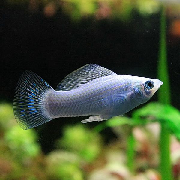 (ネオスセール)(熱帯魚 生体)シルバーモーリー　（約３-４cm）（６匹）