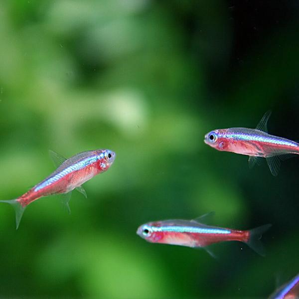 (ネオスセール)(熱帯魚 生体)カージナルテトラ【ブリード】（約１.５-２cm）（２０匹）