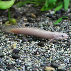 (スーパーセール)(熱帯魚 生体)ポリプテルス　セネガルス　（約５cm)(１匹)