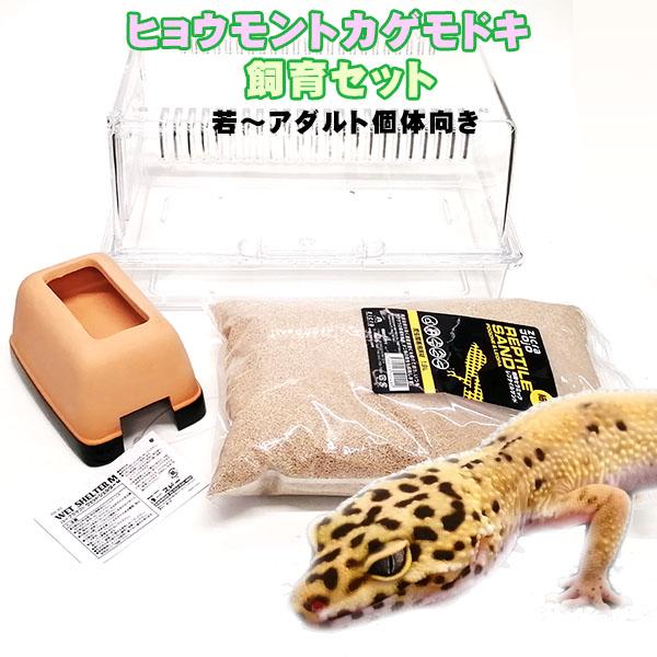 【水槽セット】ヒョウモントカゲモドキ　飼育セット　若〜アダルト個体向け　Ｃ