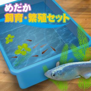 マメデザイン マメスイッチ（mame switch） 自動給水