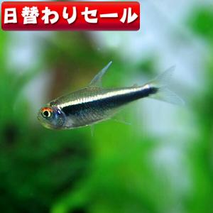 (熱帯魚)( 日替わり限定)ブラックネオン 約2...の商品画像