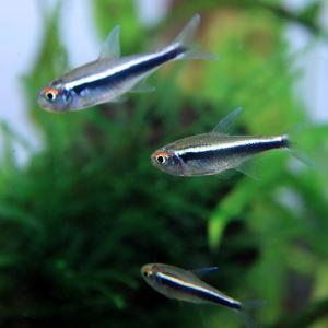 (熱帯魚)( 日替わり限定)ブラックネオン 約...の詳細画像1
