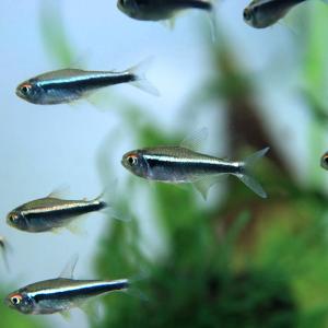 (熱帯魚)( 日替わり限定)ブラックネオン 約...の詳細画像2