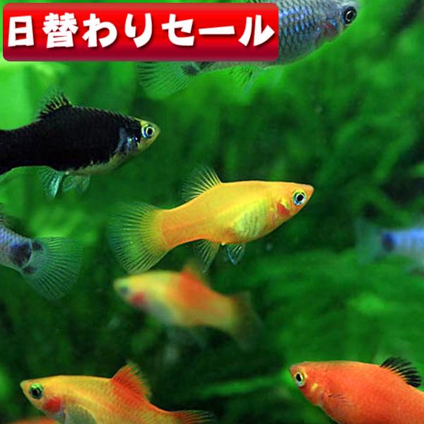 (熱帯魚)( 日替わり限定)ミックスプラティ　雌雄指定、種類指定不可　約２-３cm　4匹　1匹あたり...