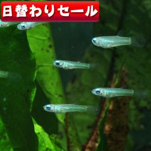 (熱帯魚)( 日替わり限定)アフリカンランプアイ...の商品画像