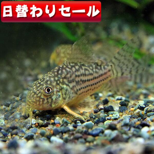 (熱帯魚)( 日替わり限定)コリドラス　ステルバイ　ブリード　約2-3cm　3匹