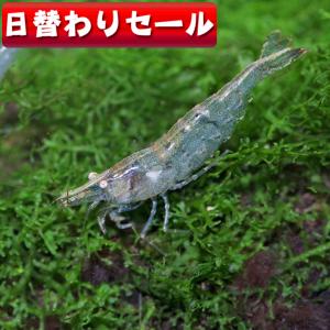 ☆☆☆水曜日(エビ)( 日替わり限定)ミナミヌマ...の商品画像