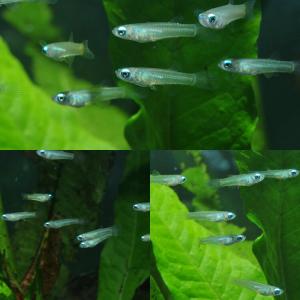 (熱帯魚)( 日替わり限定)アフリカンランプア...の詳細画像1