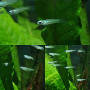 (熱帯魚)( 日替わり限定)アフリカンランプア...の詳細画像2